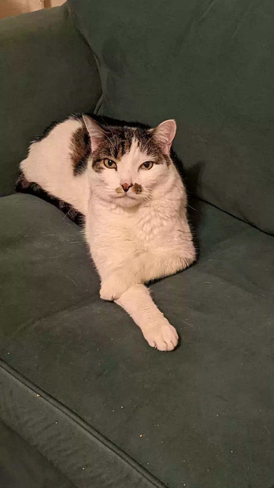 Lost cat in Denver, CO, 80218