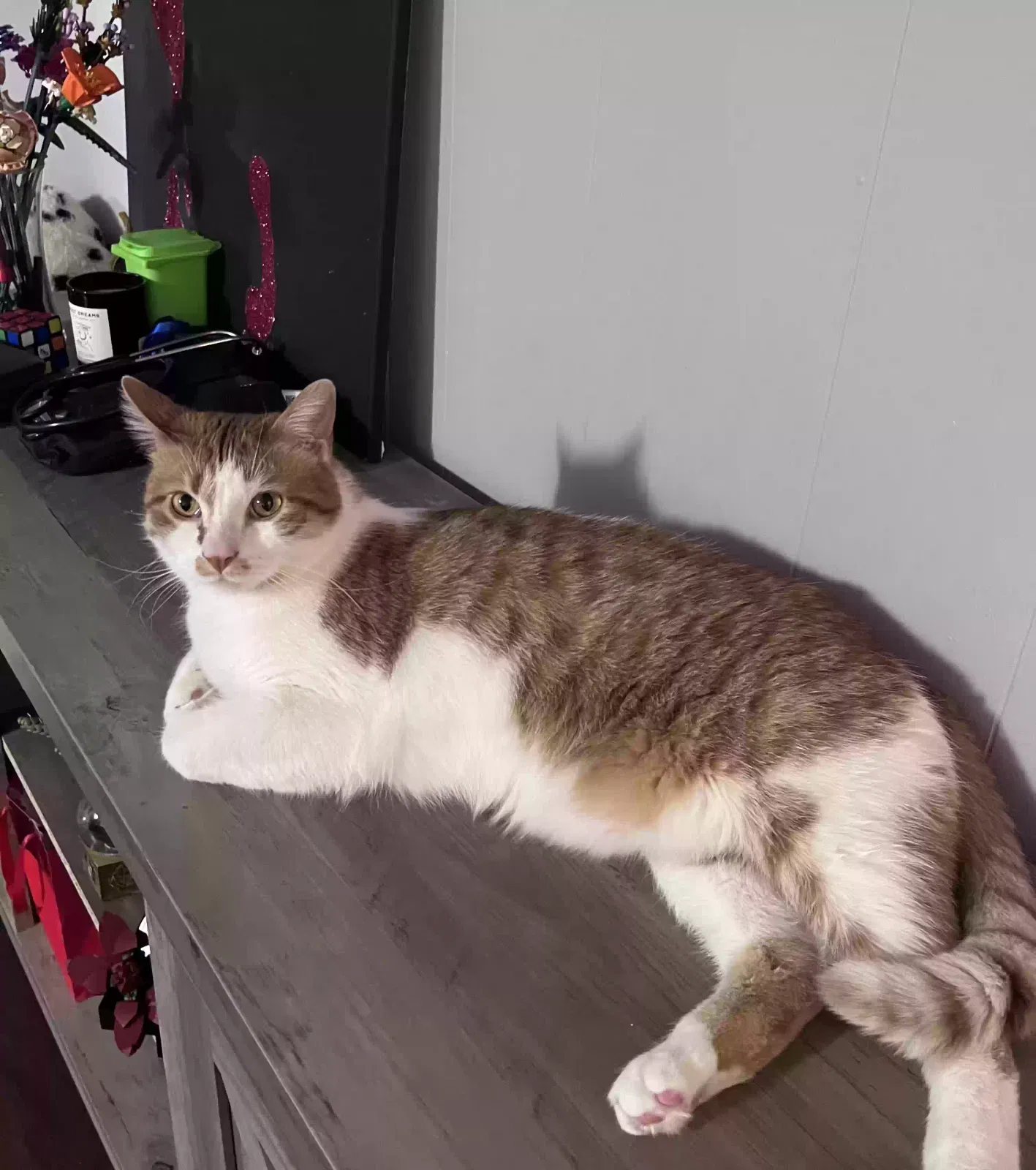 Lost cat in Elgin, IL, 60120