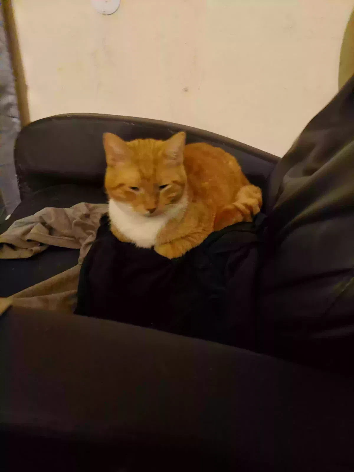 Lost cat in Reading, PA, 19602