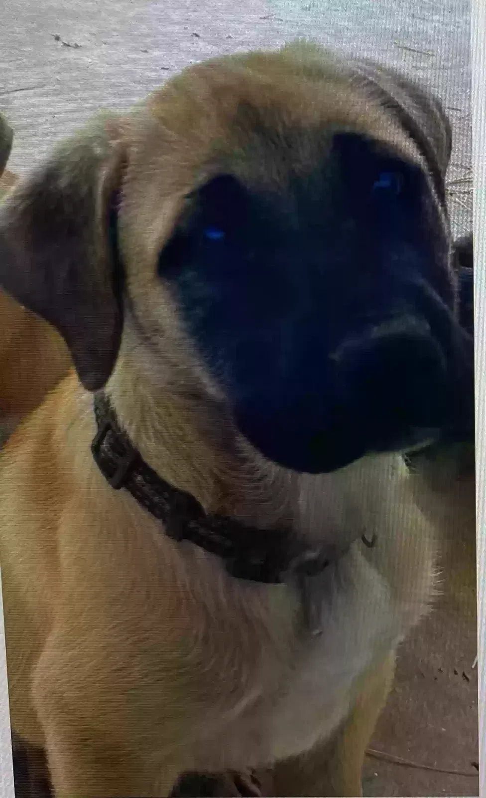 Lost dog in Shawnee, OK, 74804