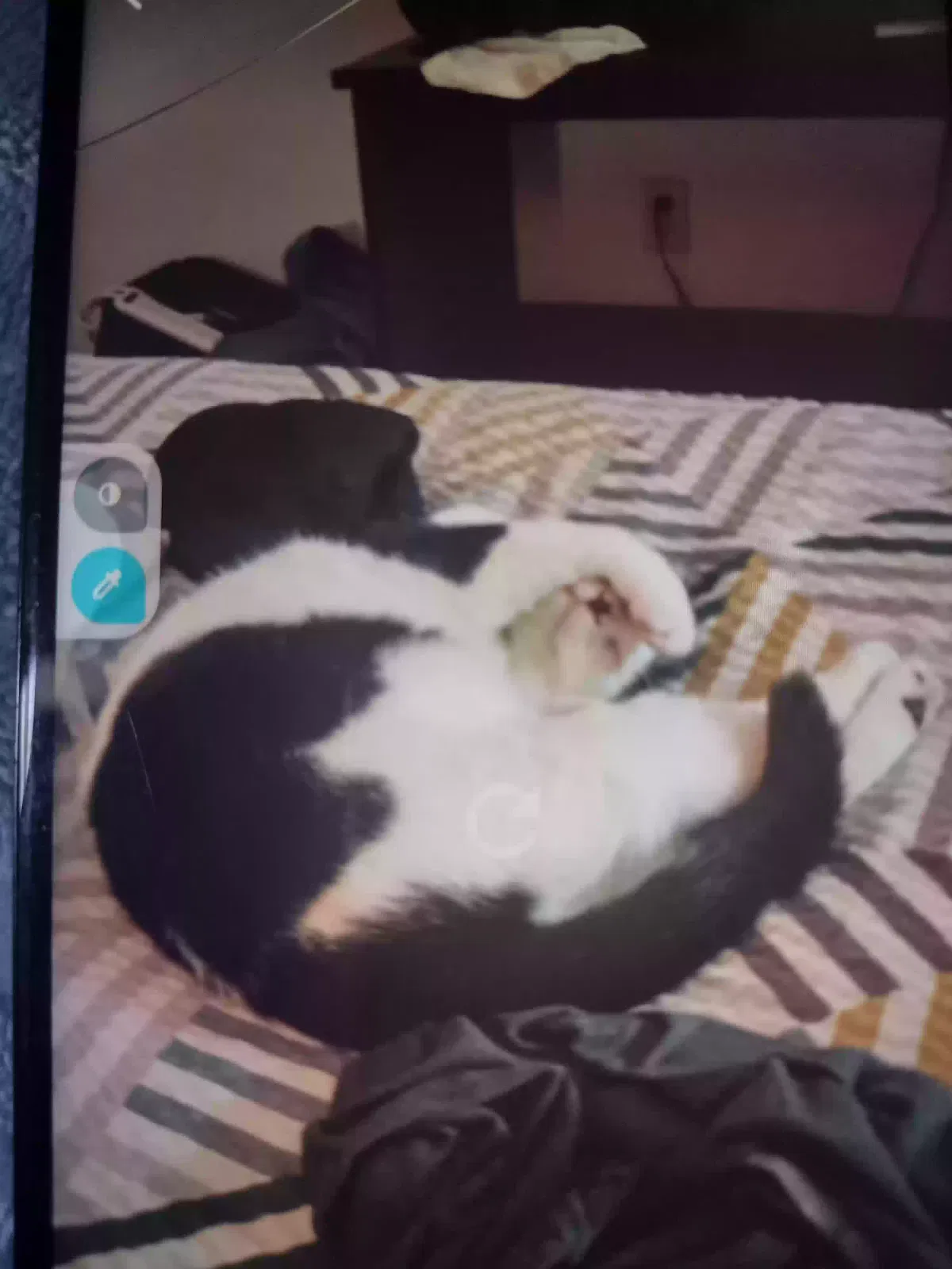 Lost cat in Haughton, LA, 71037