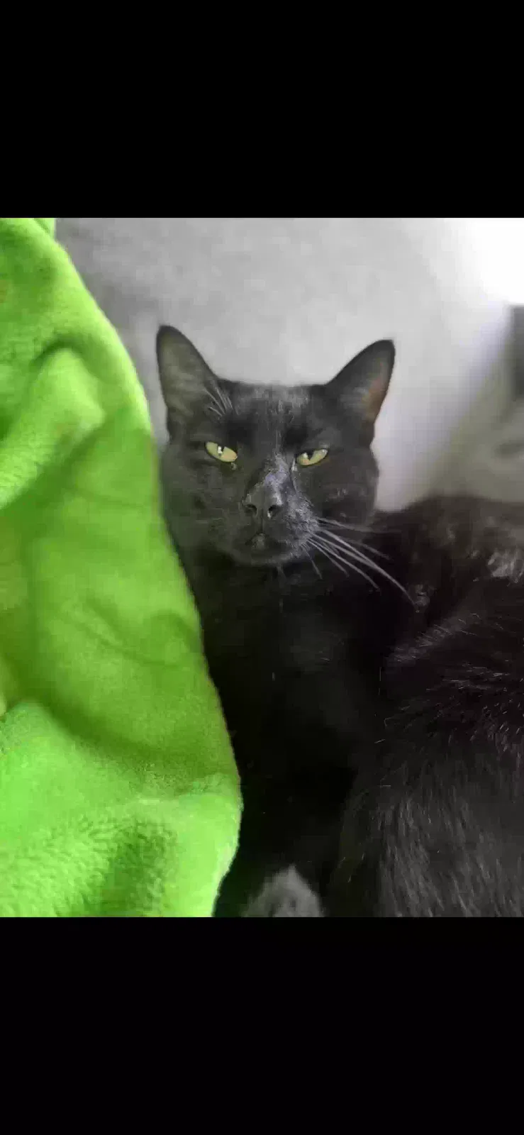 Lost cat in Burleson, TX, 76028