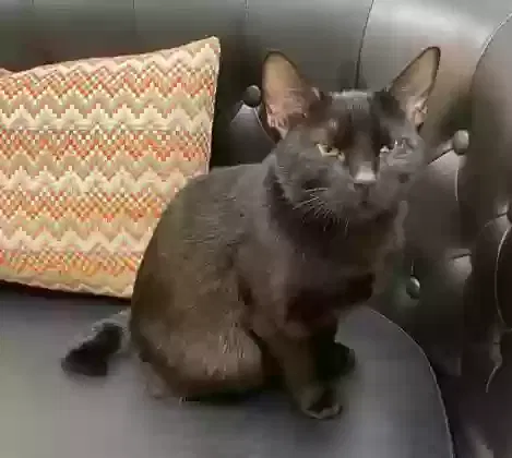 Lost cat in Brooklyn, NY, 11235