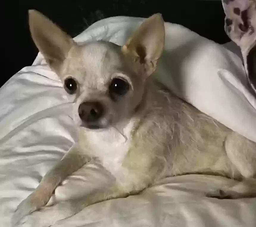 Lost dog in Phoenix, AZ, 85032