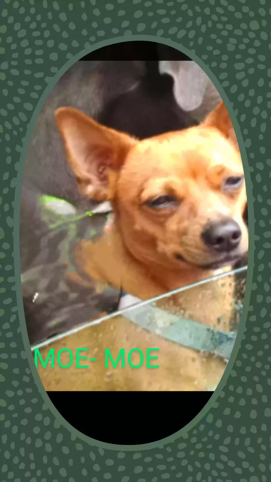 Lost dog in New Orleans, LA, 70127