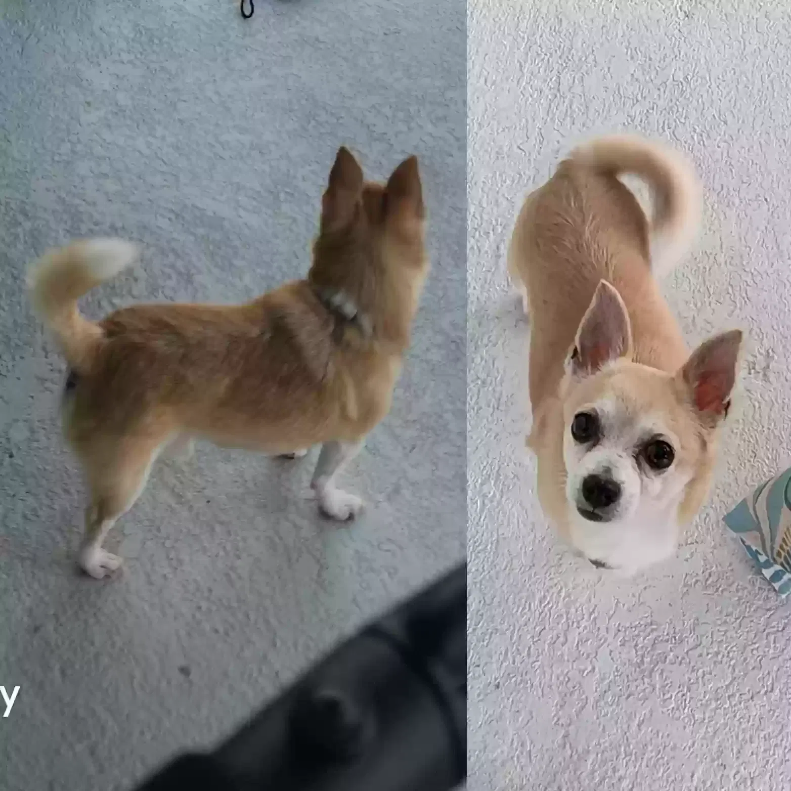 Lost dog in Ocala, FL, 34474