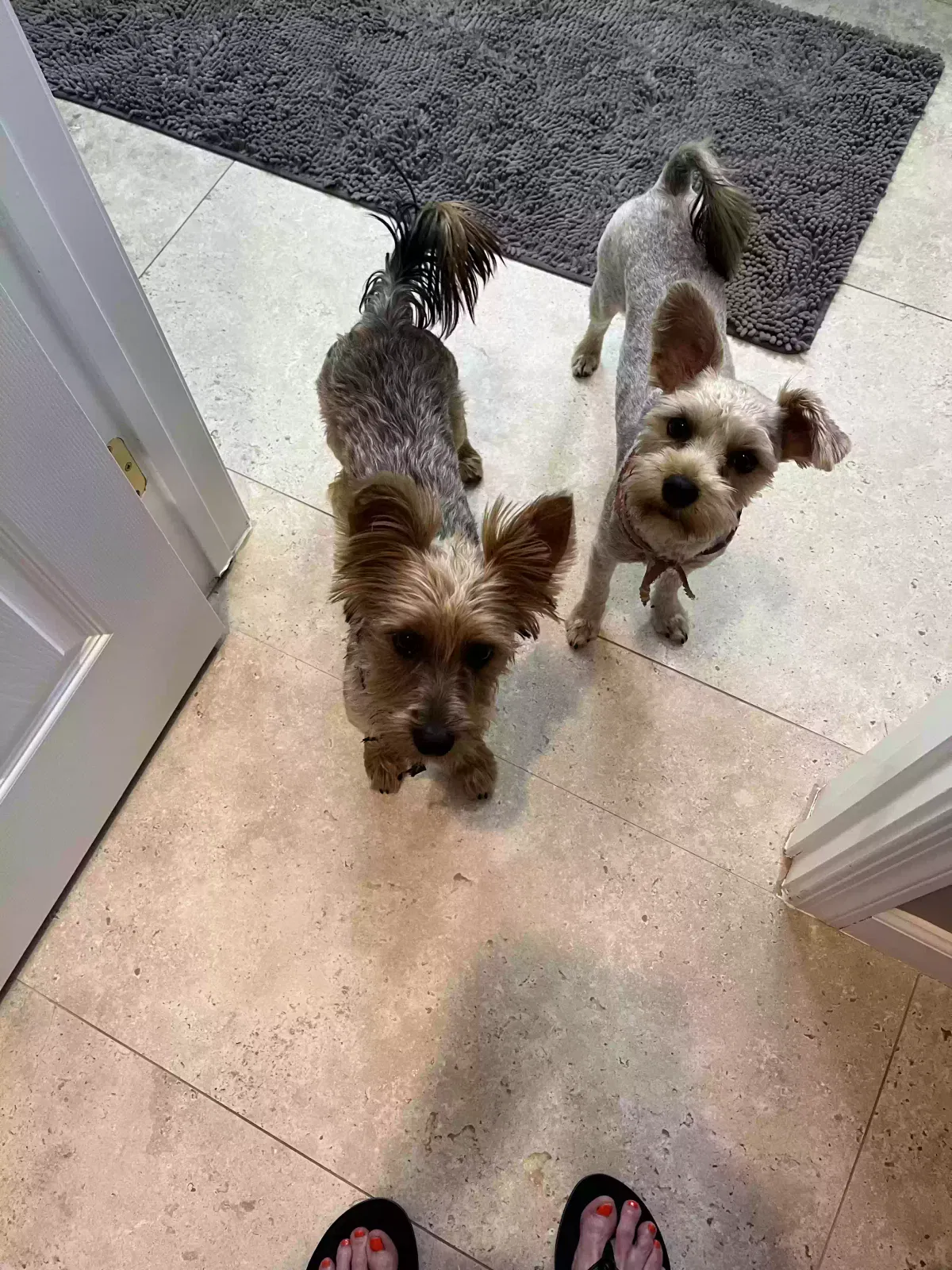 Found dog in Las Vegas, NV, 89148