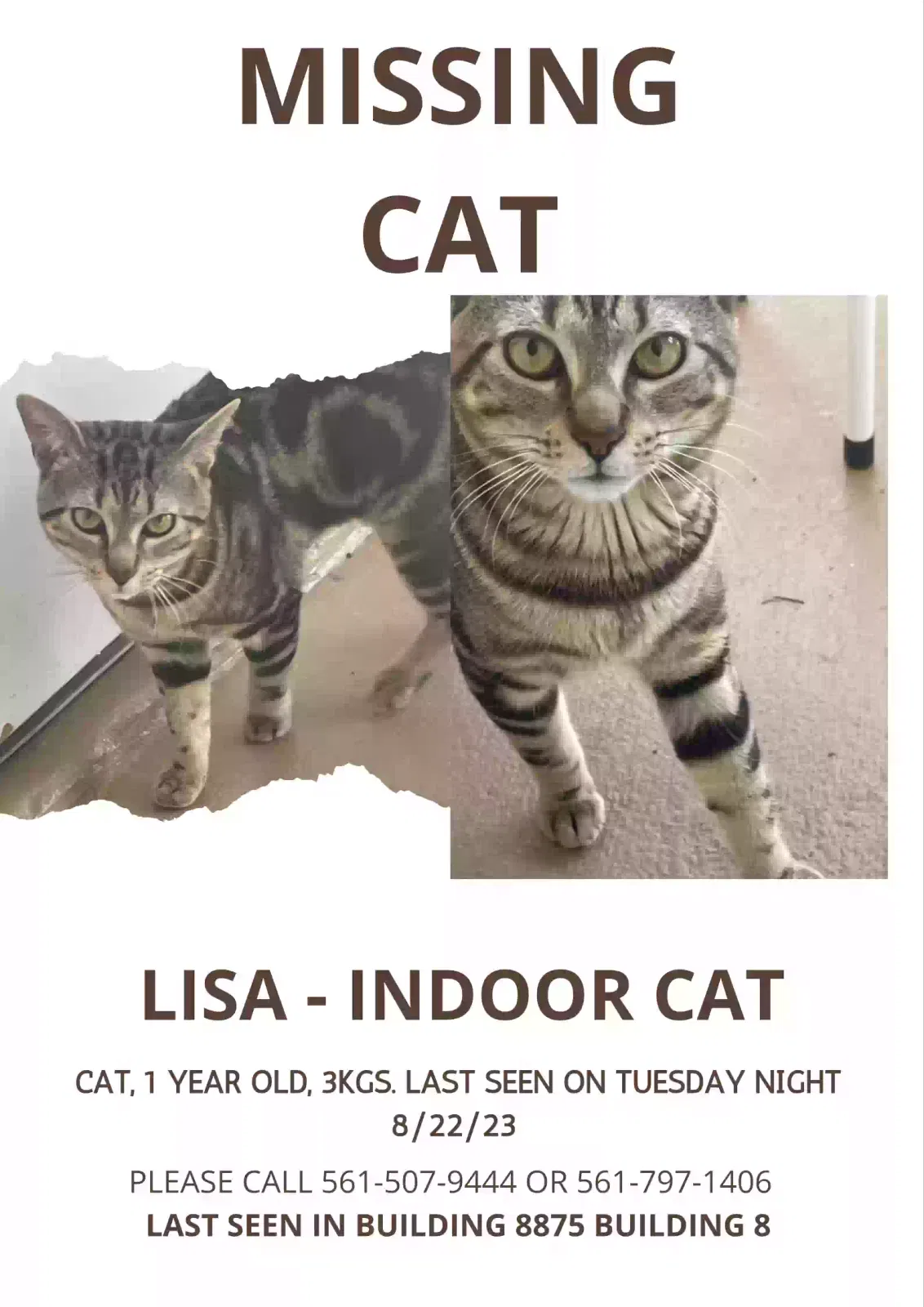 Lost cat in West Palm Beach, FL, 33411