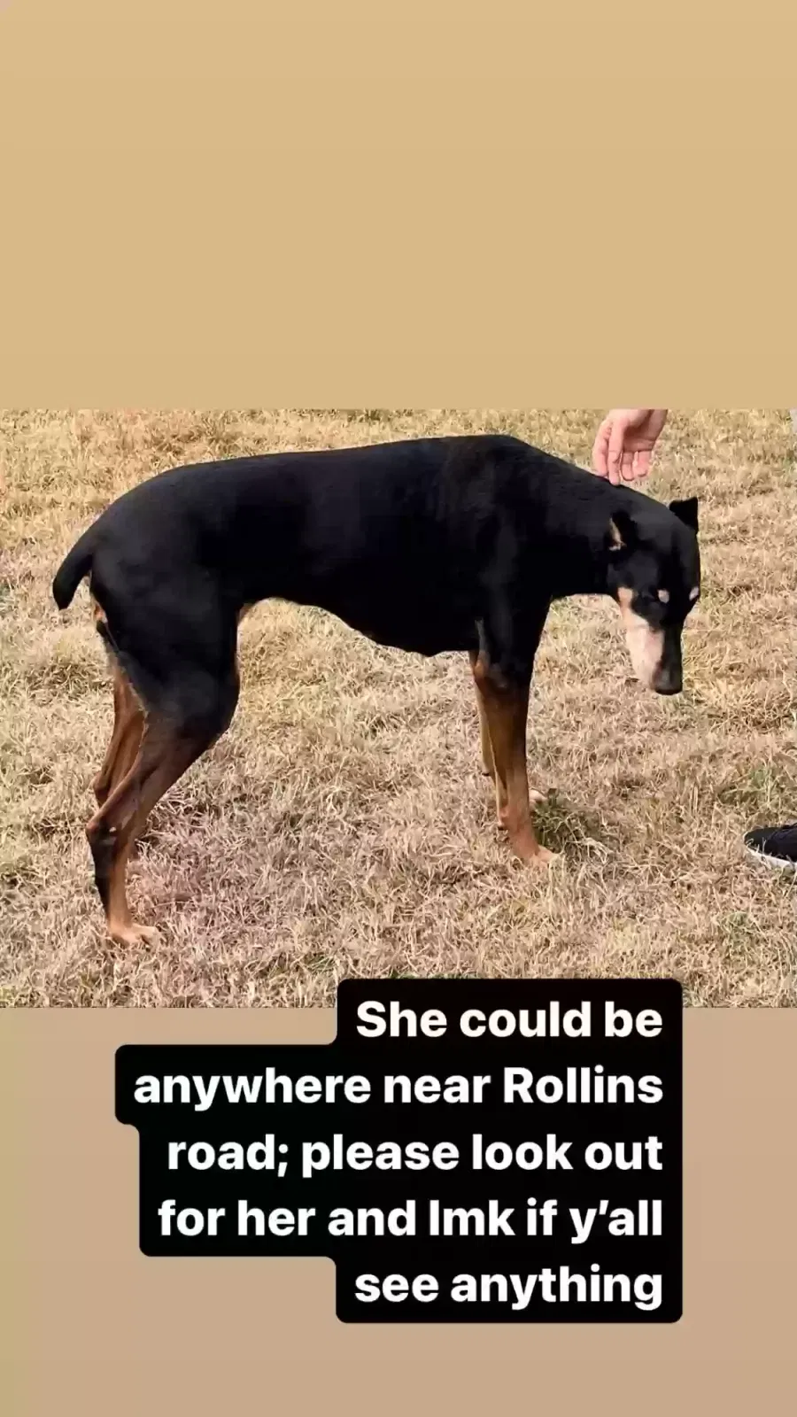 Lost dog in Zachary, LA, 70791