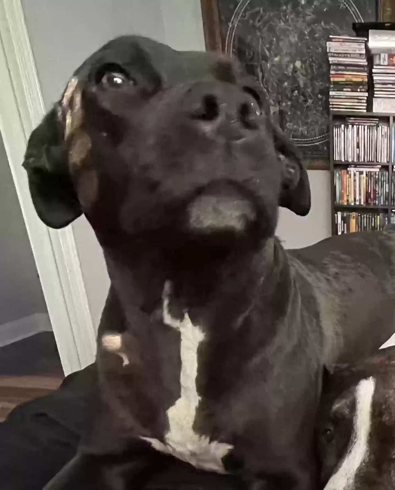 Lost dog in Moore, SC, 29369