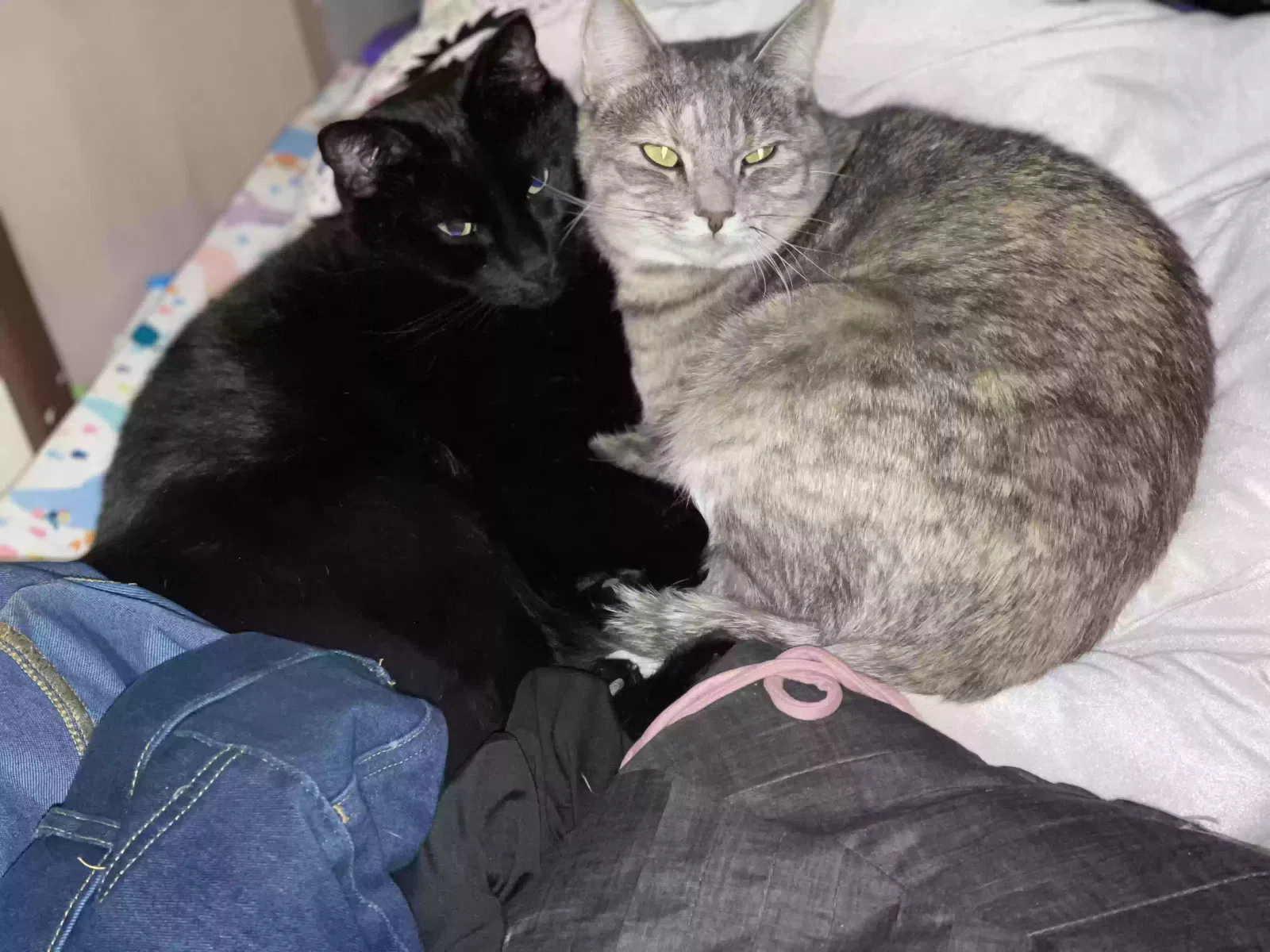 Lost cat in Tucson, AZ, 85710