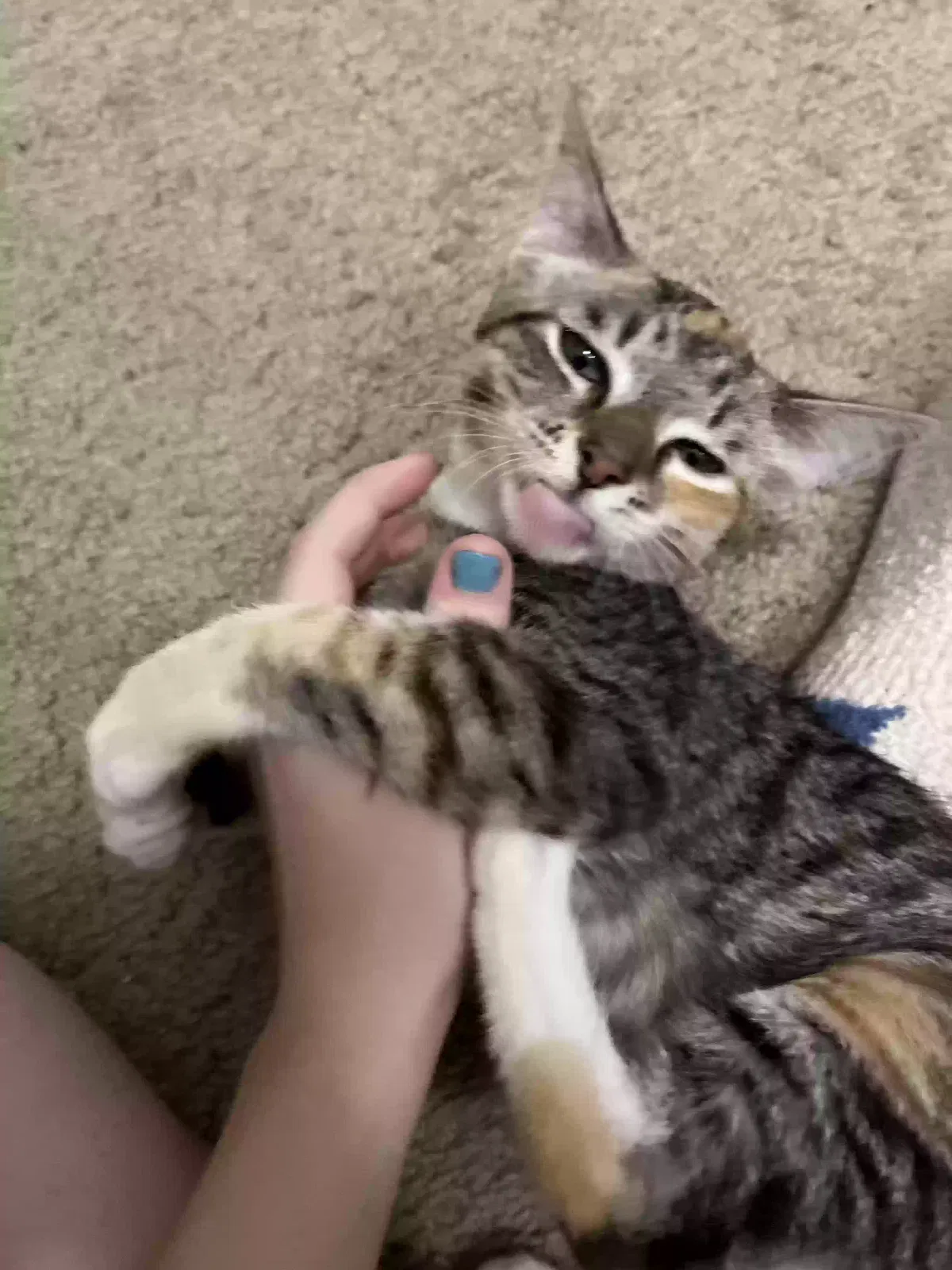 Lost cat in Tempe, AZ, 85283
