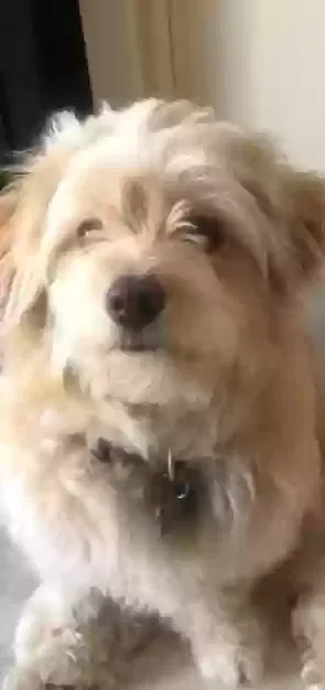 Lost dog in Duncan, OK, 73533