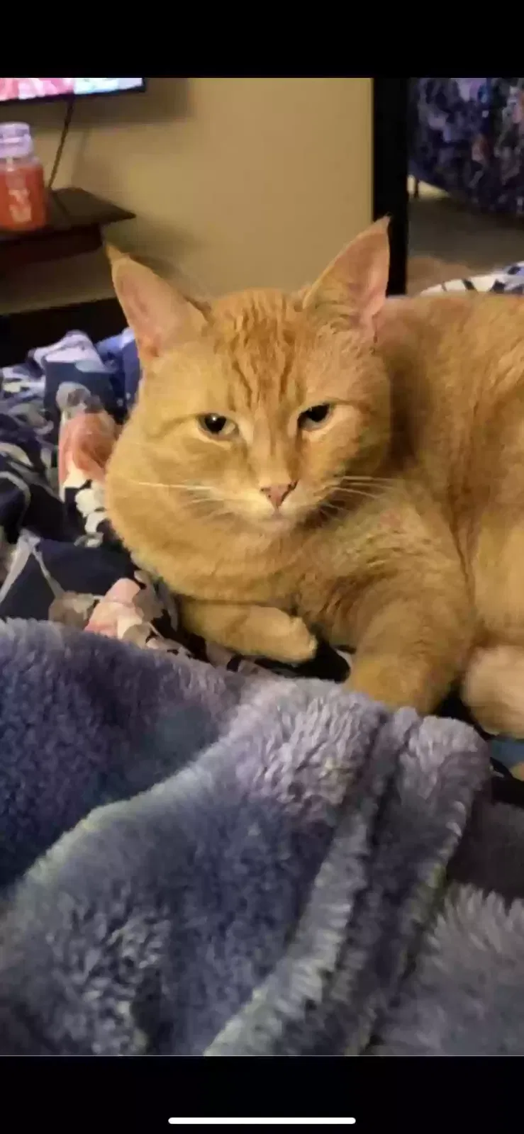 Lost cat in Newark, NY, 14513