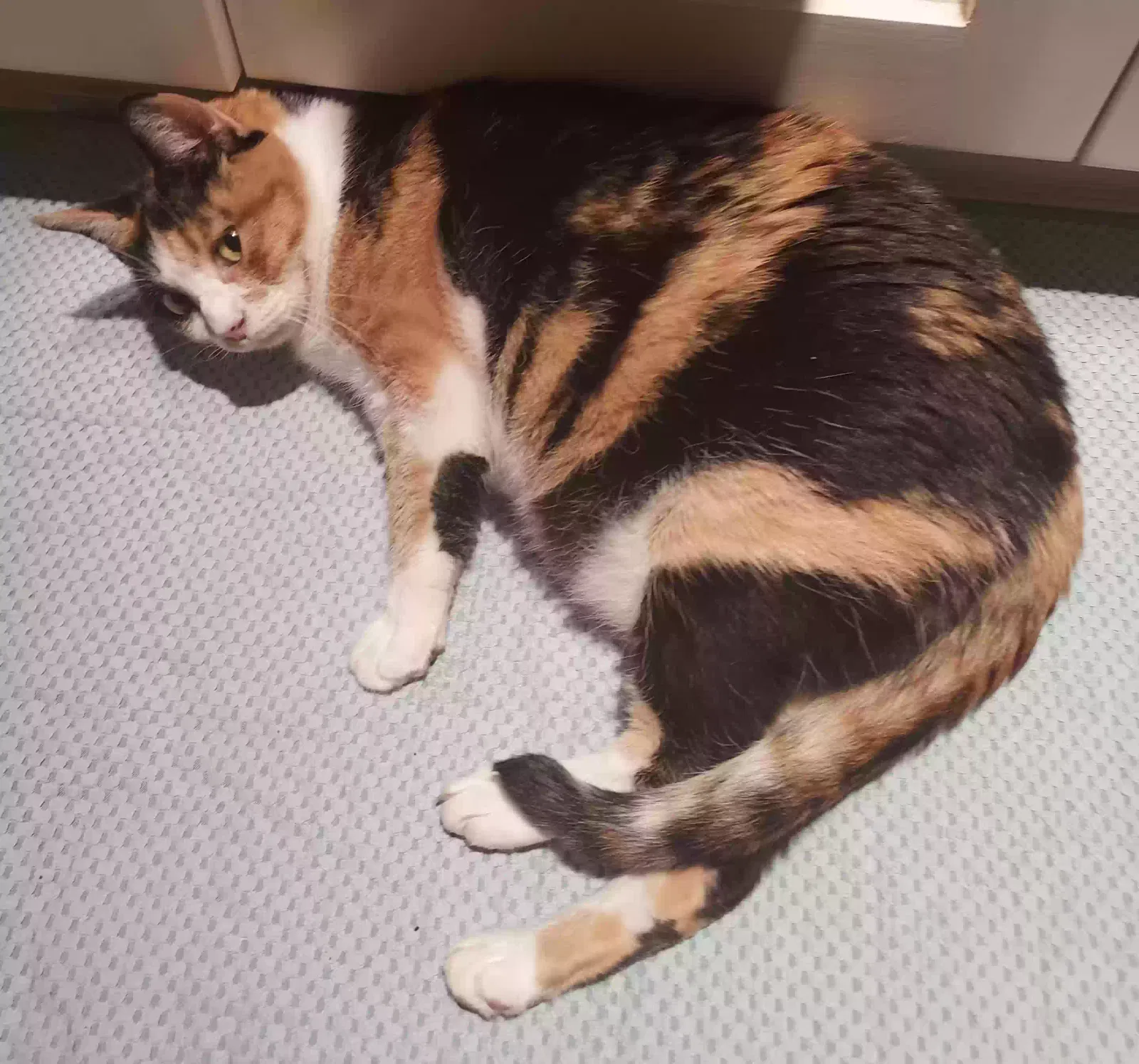 Lost cat in Carrollton, TX, 75006
