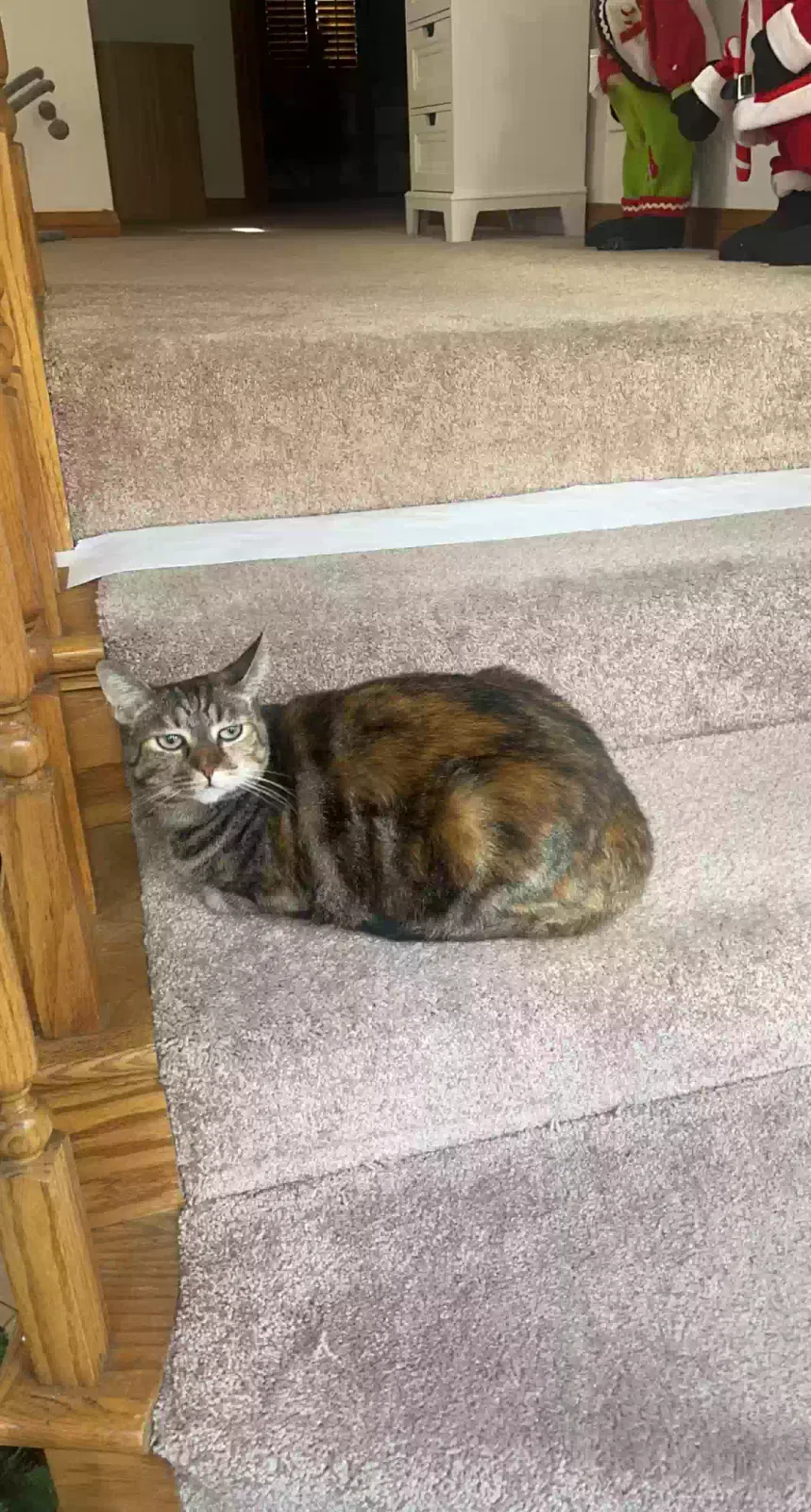 Lost cat in Thousand Oaks, CA, 91362