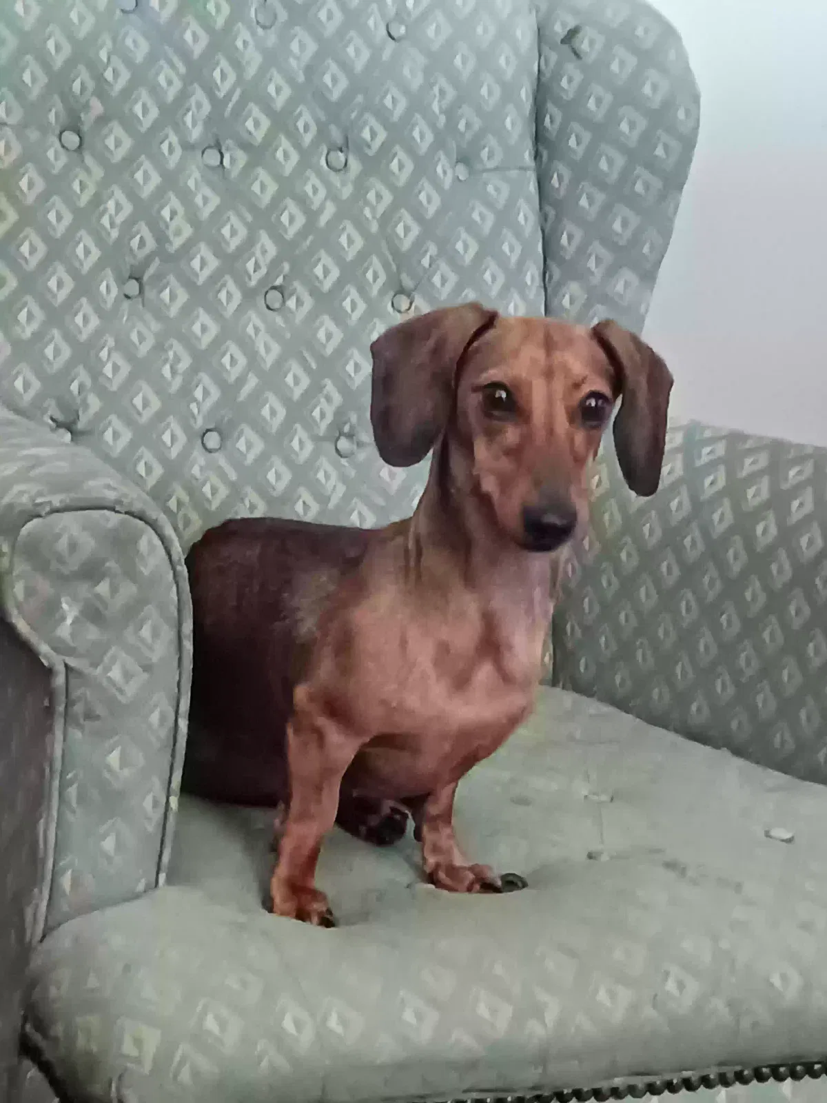 Lost dog in San Antonio, TX, 78213