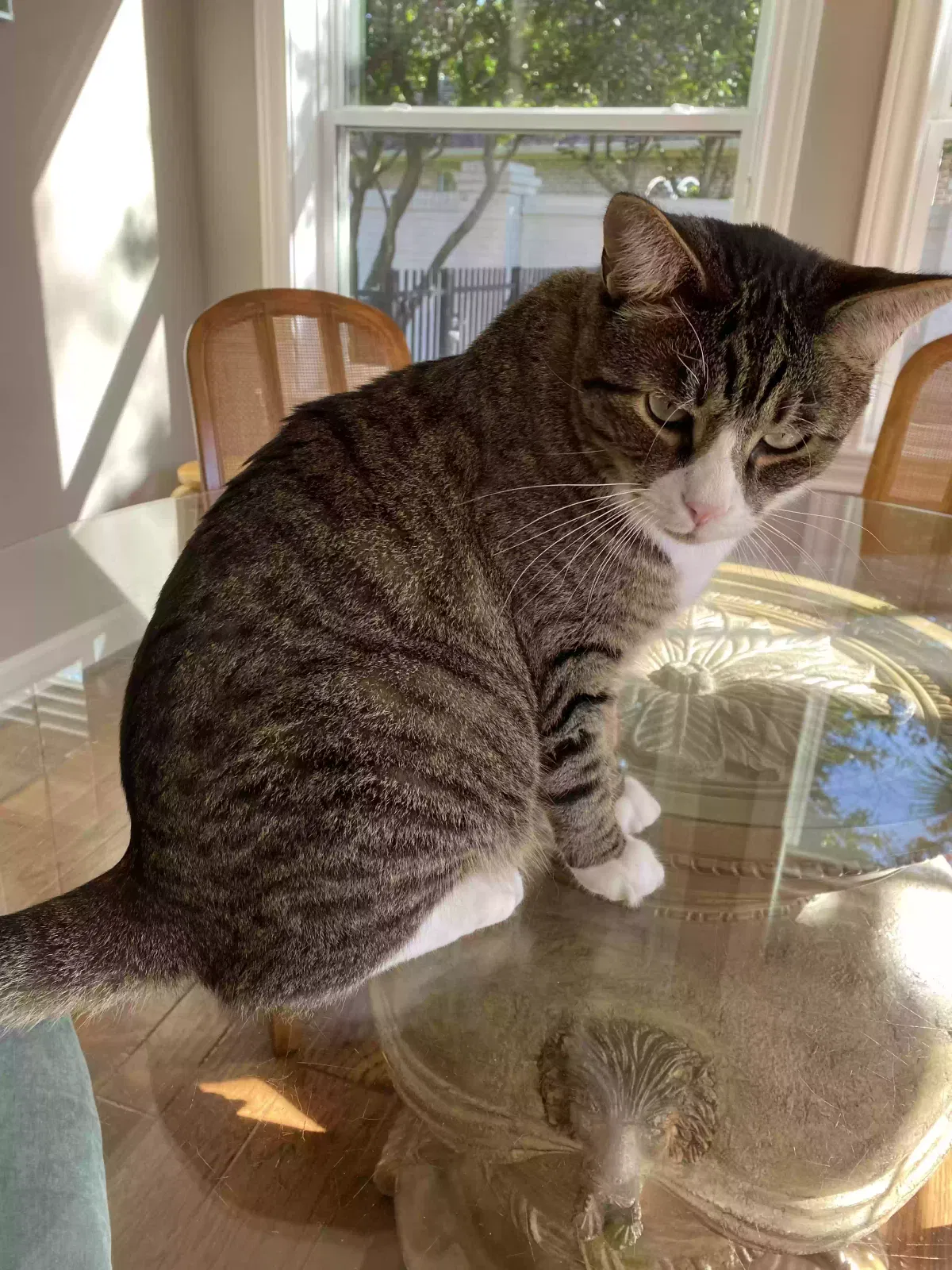 Lost cat in Sugar Land, TX, 77479