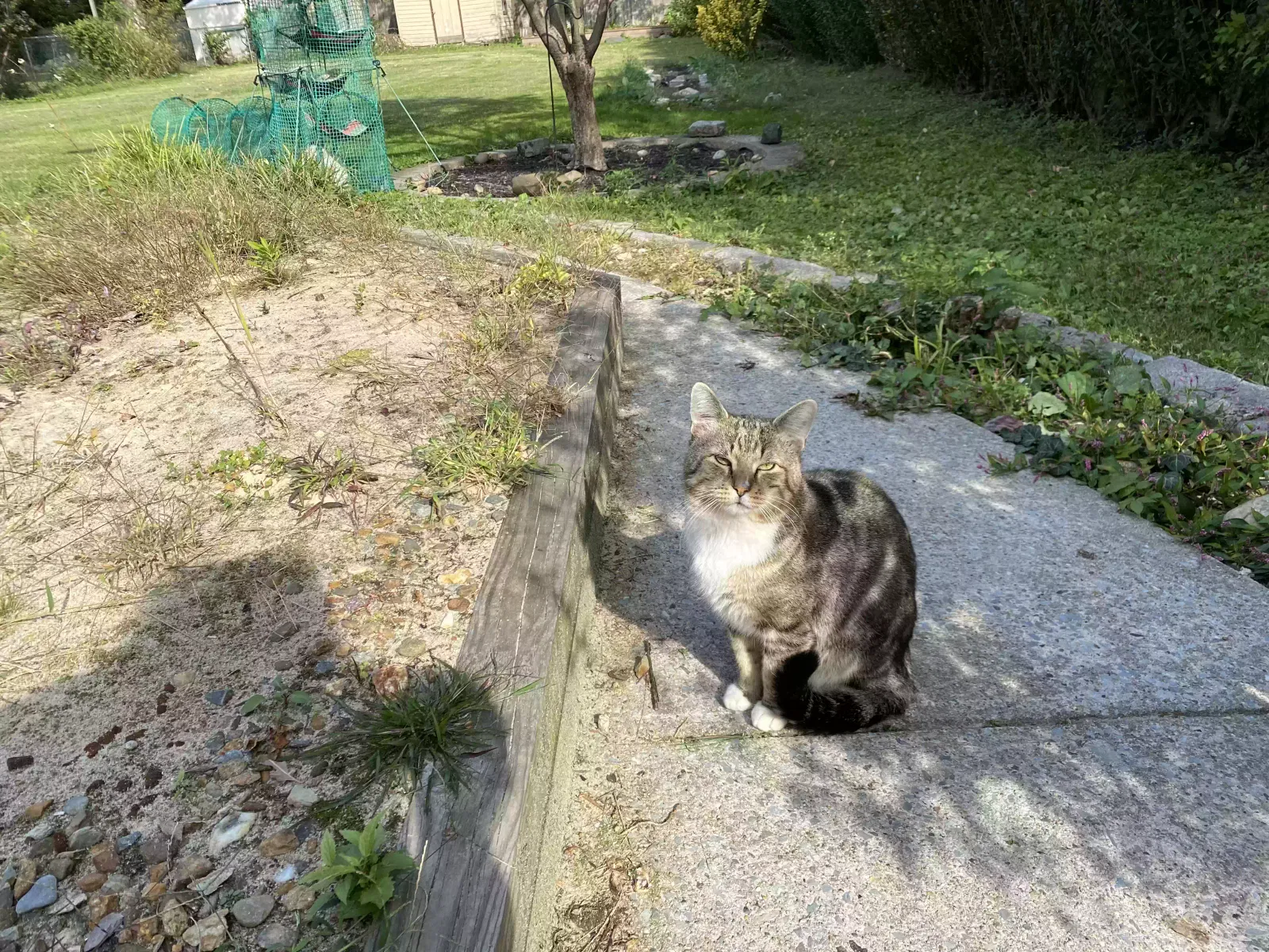 Lost cat in Unknown, FL, 32493