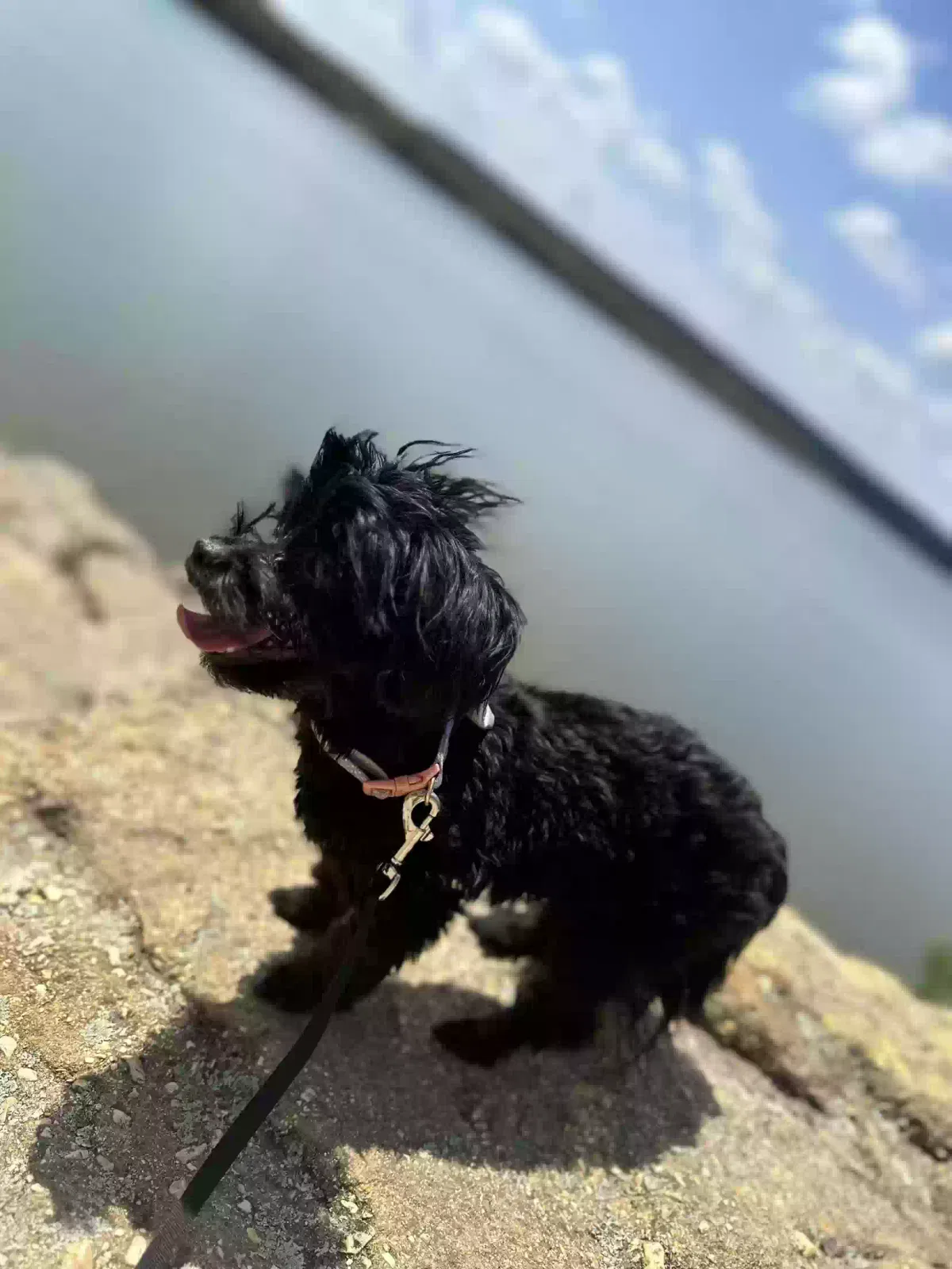 Lost dog in Oklahoma City, OK, 73132