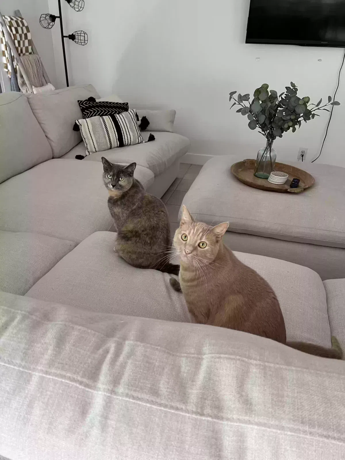 Lost cat in Newport Beach, CA, 92663