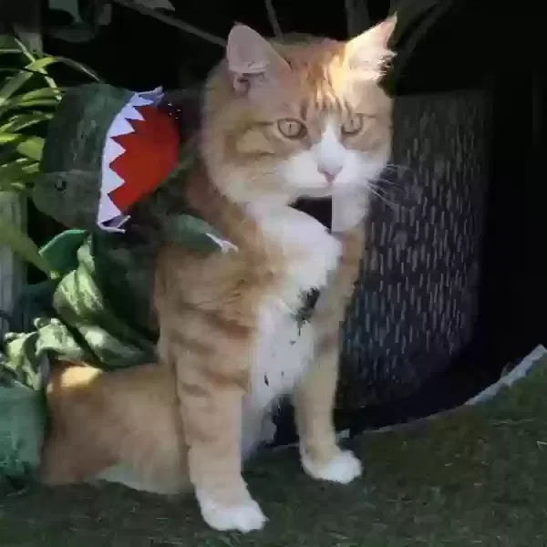 Lost cat in Austin, TX, 78738