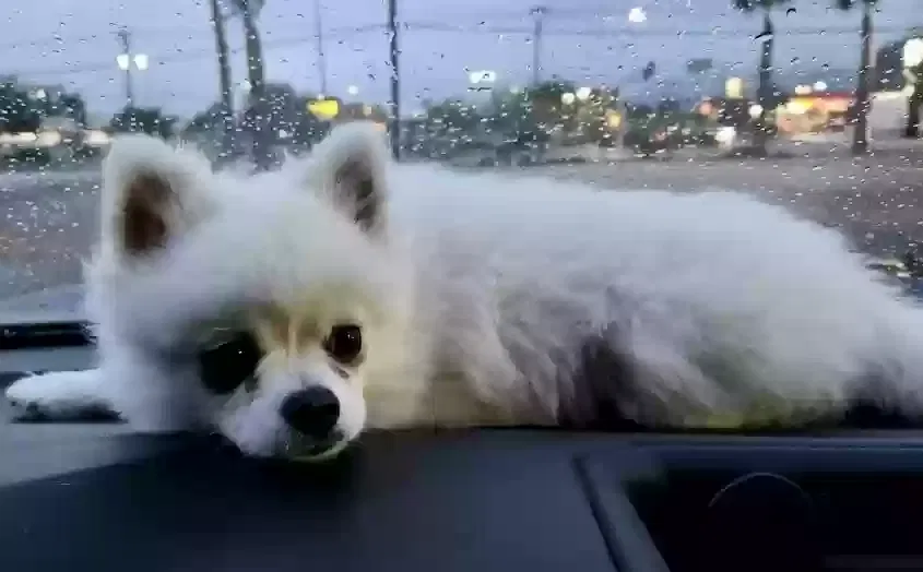 Lost dog in North Las Vegas, NV, 89030