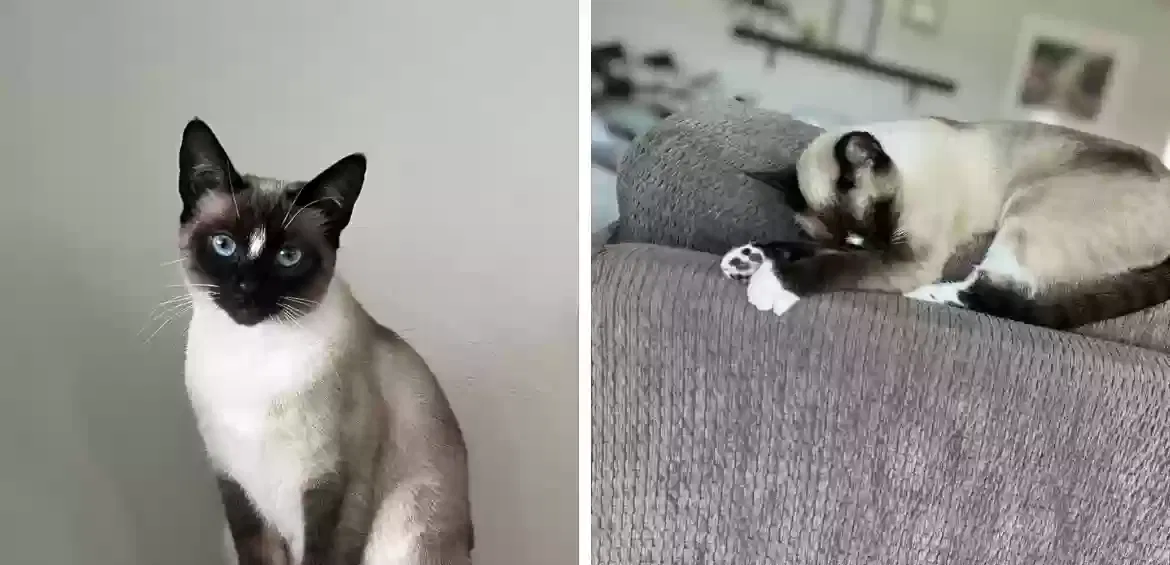Lost cat in Oceanside, CA, 92057