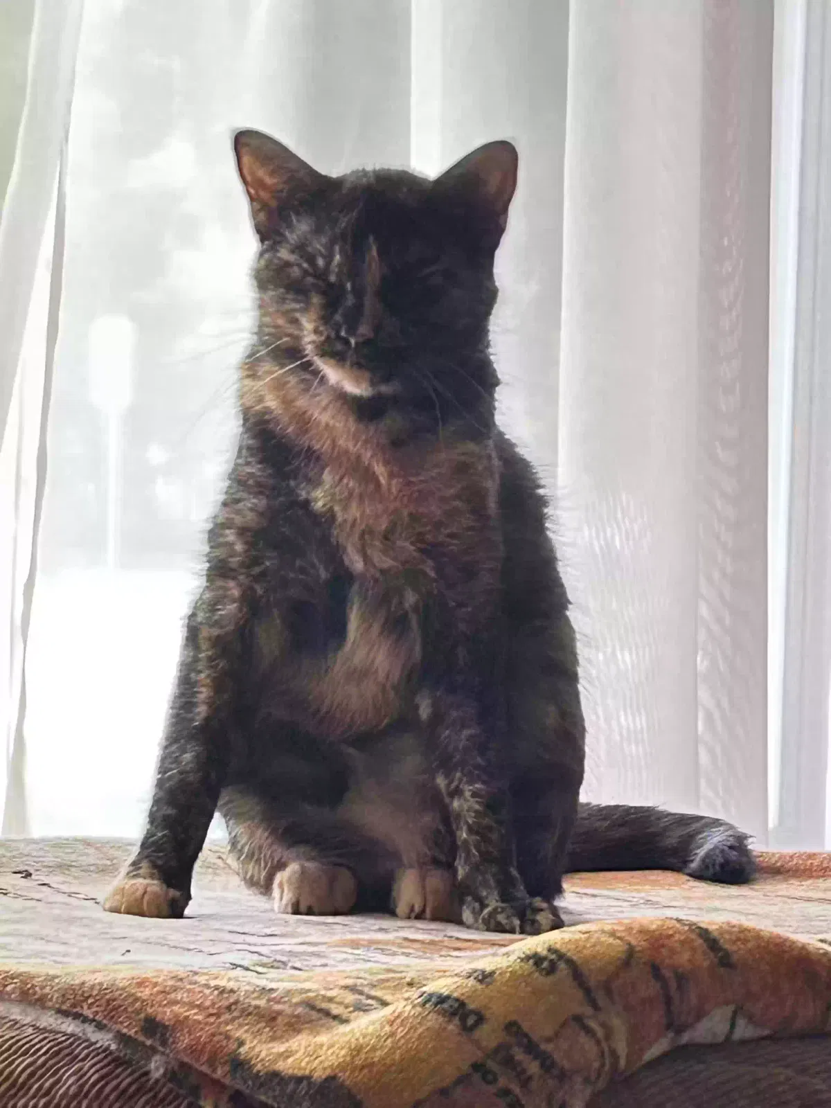 Lost cat in North Aurora, IL, 60542