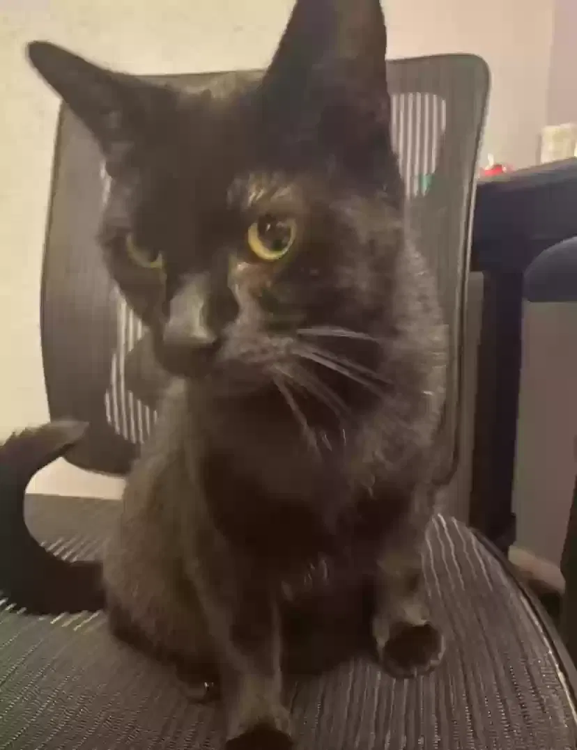 Lost cat in San Antonio, TX, 78249