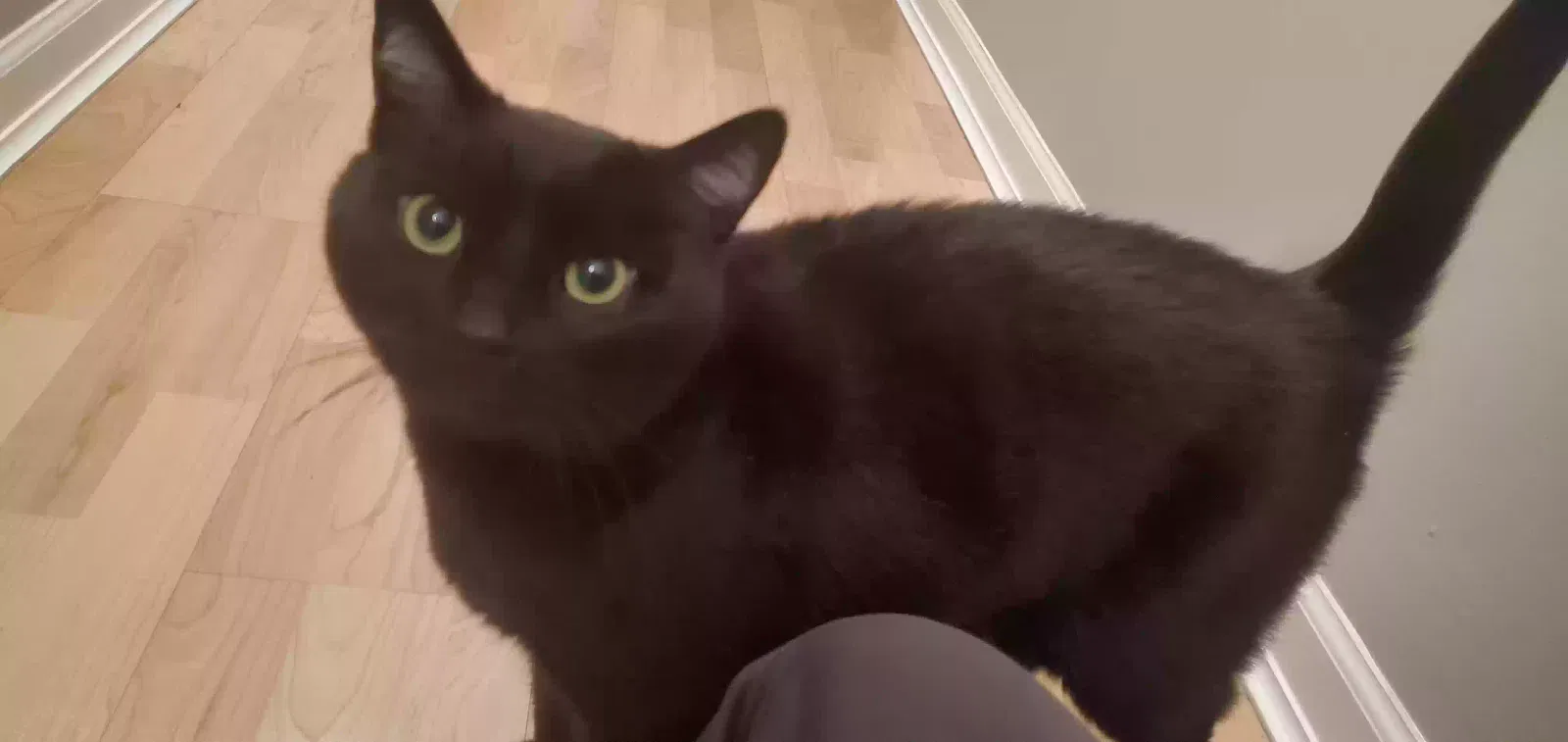 Lost cat in Saint Charles, IL, 60175
