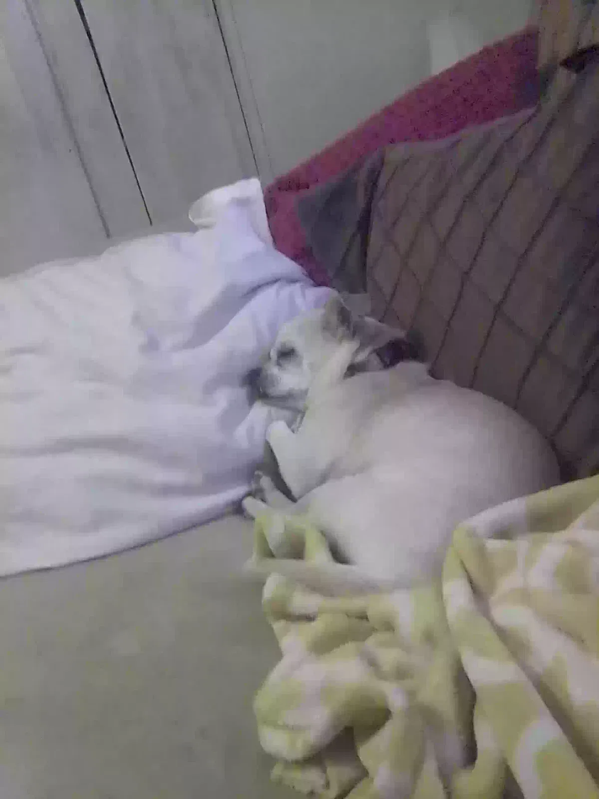 Lost dog in Oklahoma City, OK, 73119