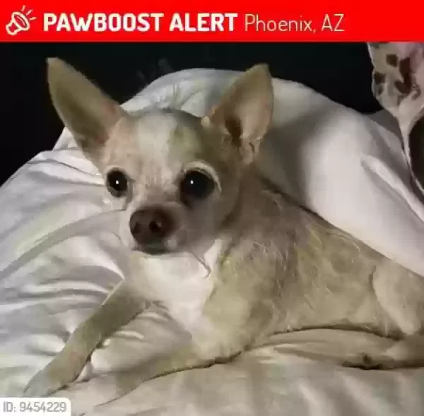Lost dog in Phoenix, AZ, 85032