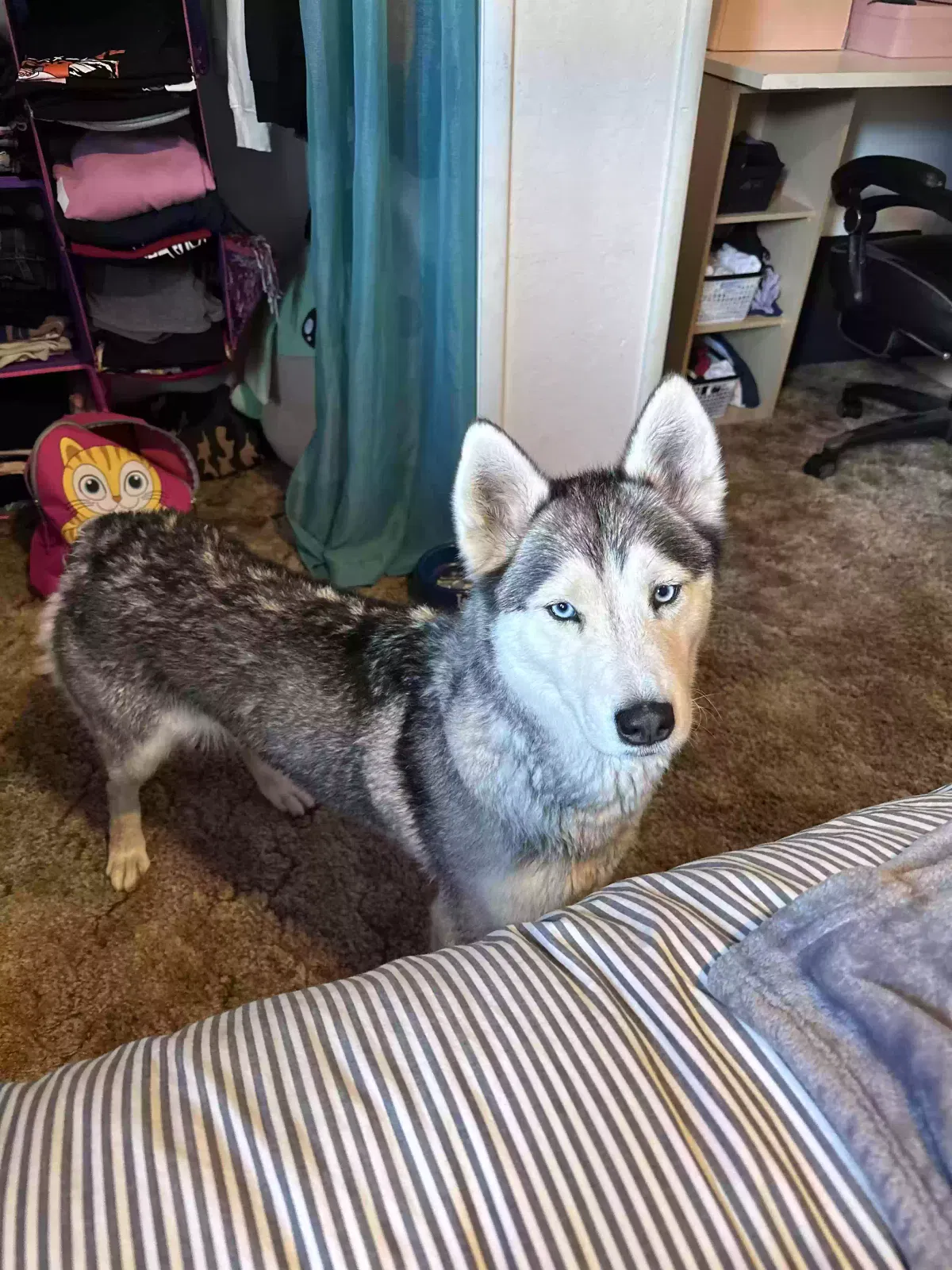 Lost dog in Fresno, CA, 93722