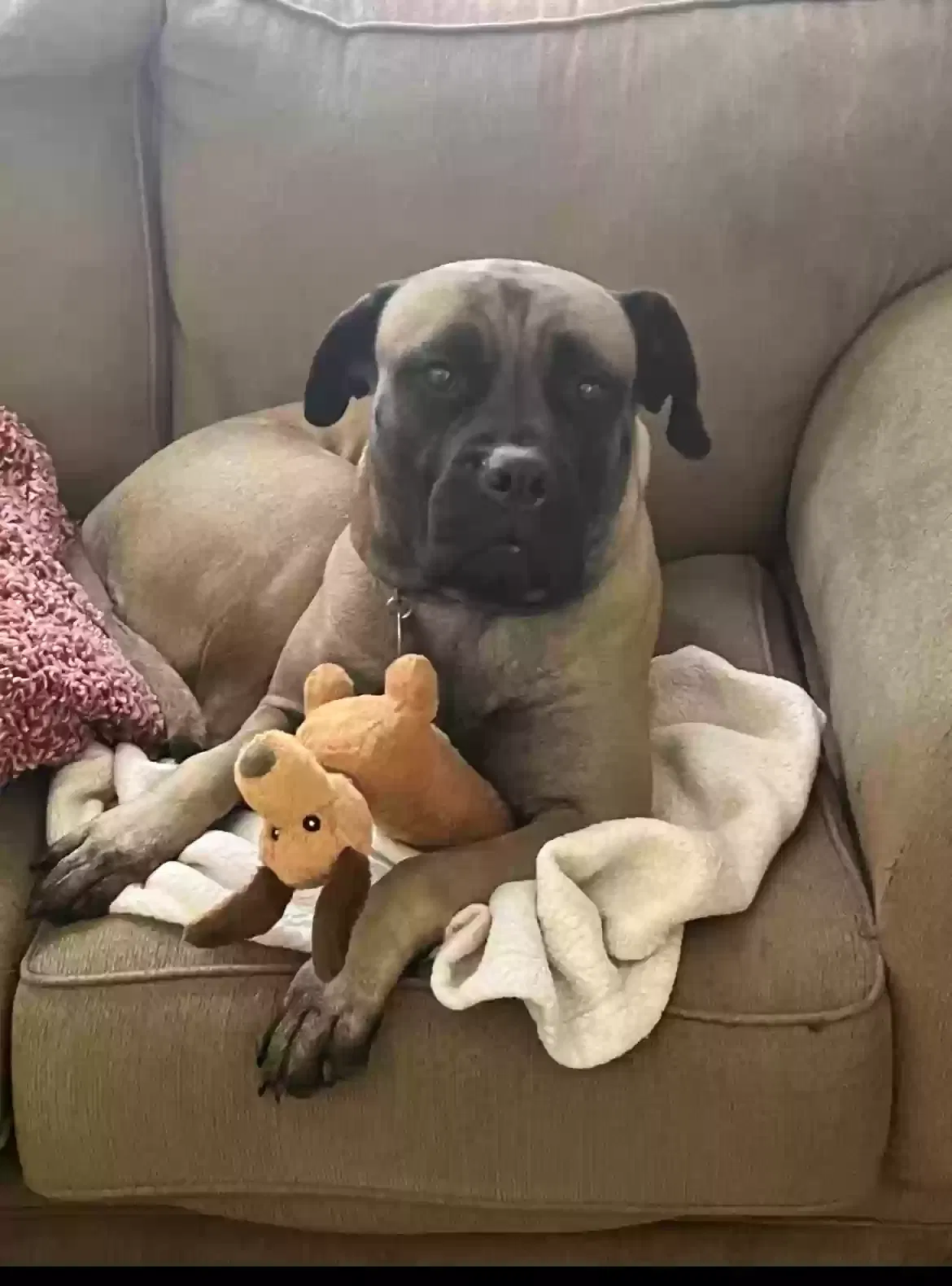 Lost dog in Norman, OK, 73069