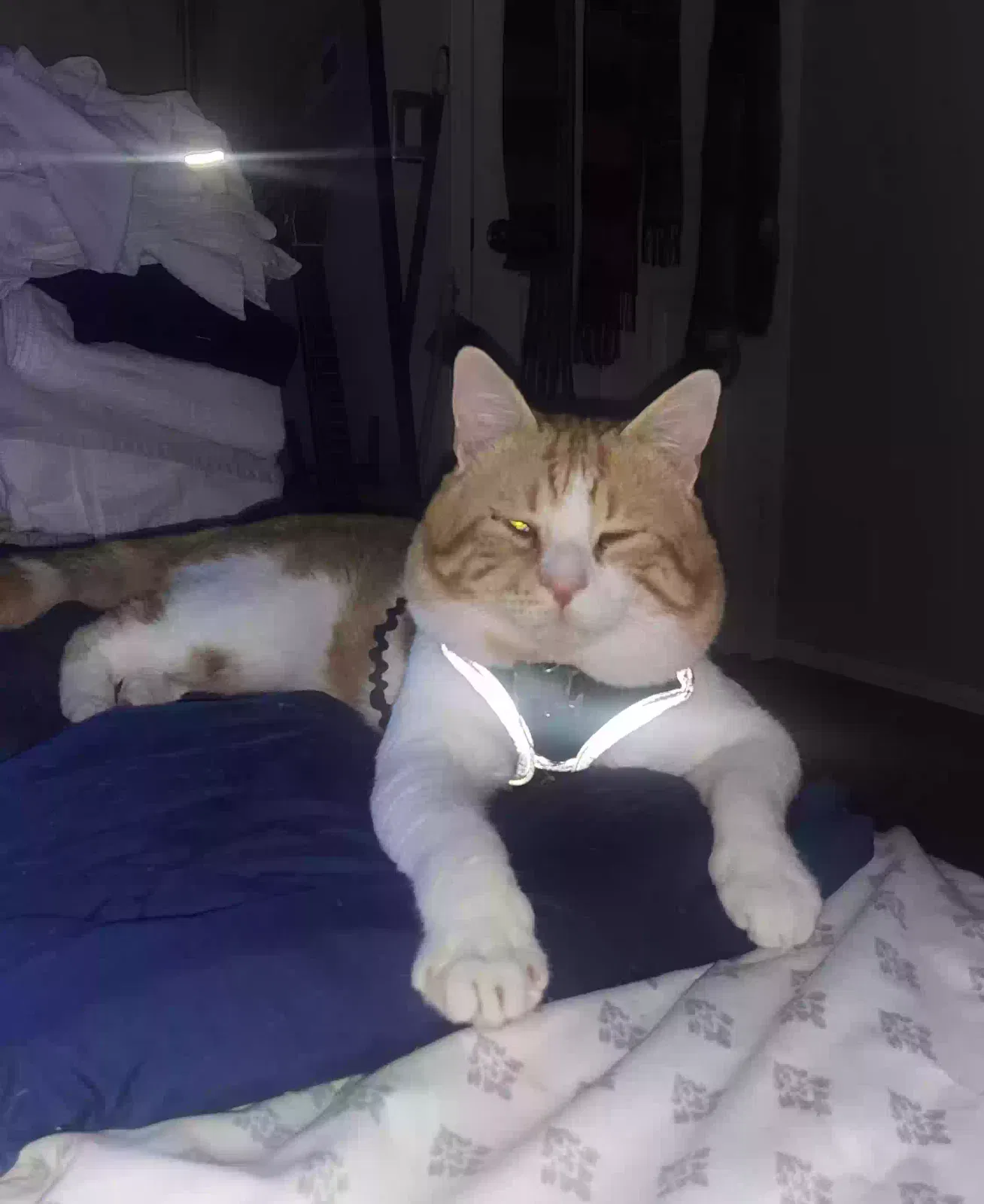 Lost cat in Oceanside, CA, 92056