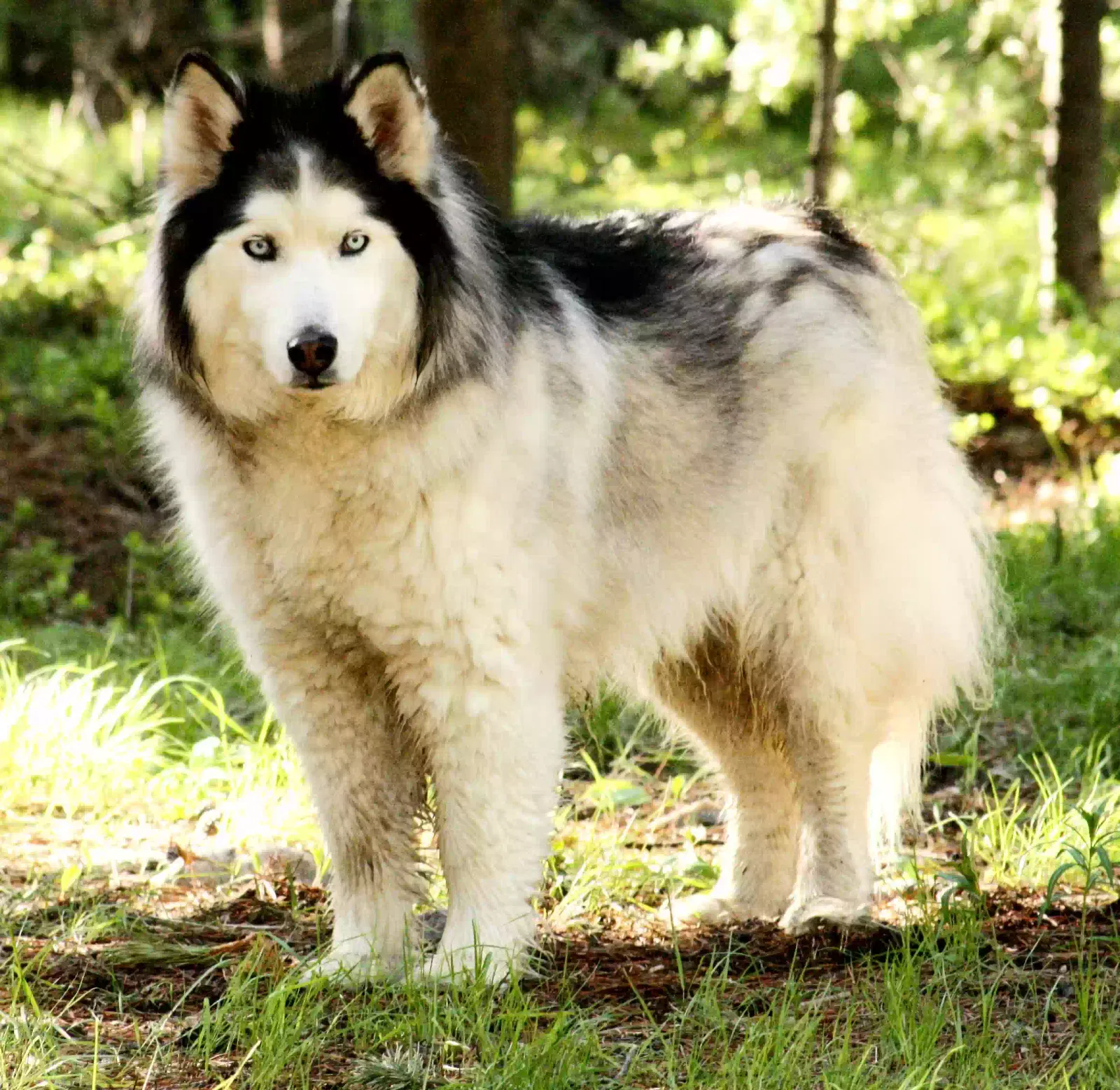 Lost dog in Butte, MT, 59701