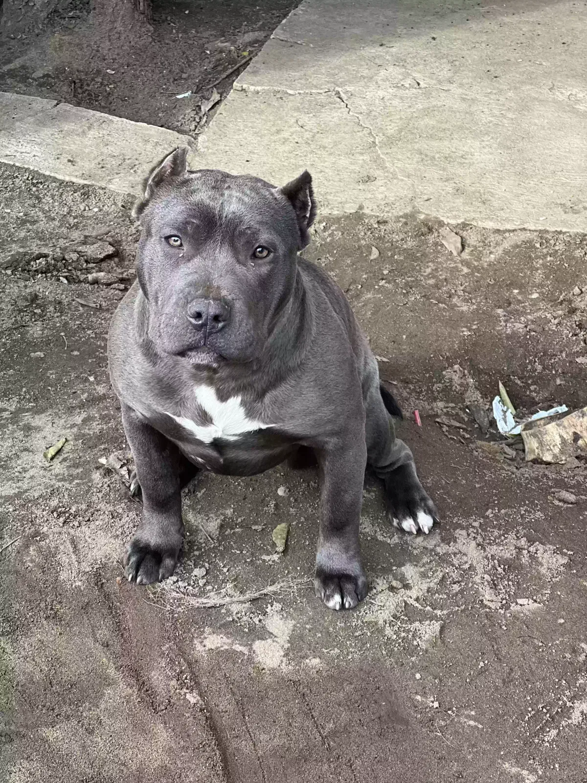 Lost dog in Visalia, CA, 93292