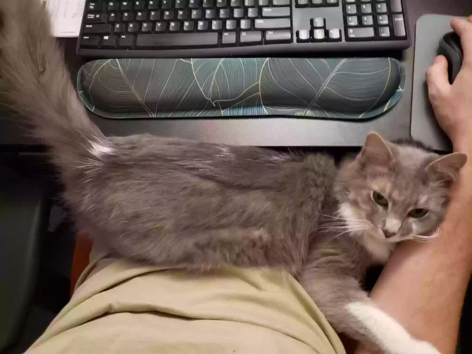Lost cat in Largo, FL, 33770