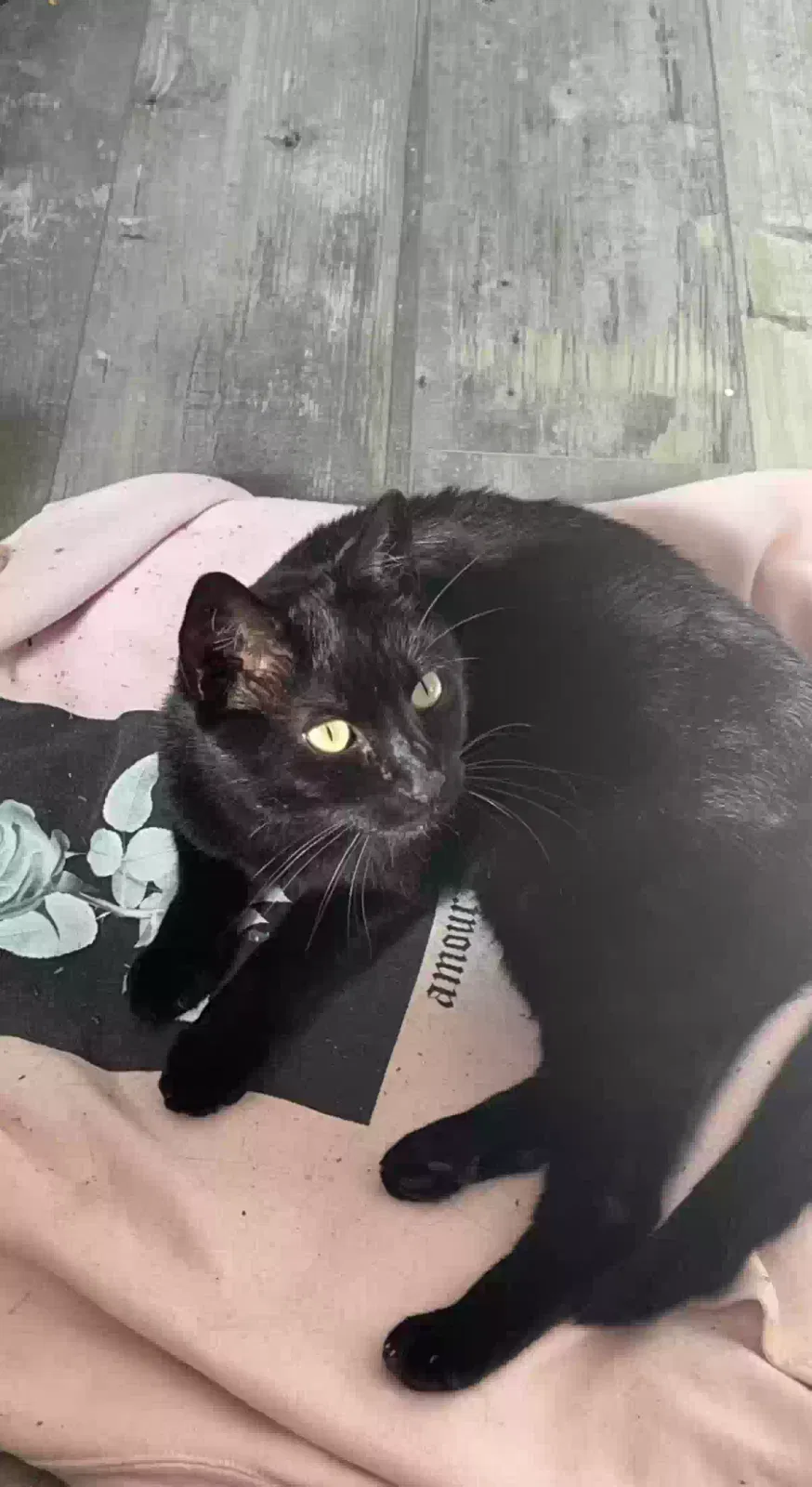 Lost cat in Winter Park, FL, 32792