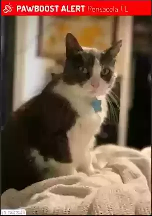 Lost cat in Pensacola, FL, 32503