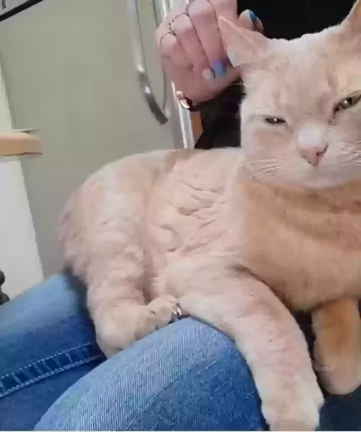 Lost cat in Santa Fe, NM, 87505
