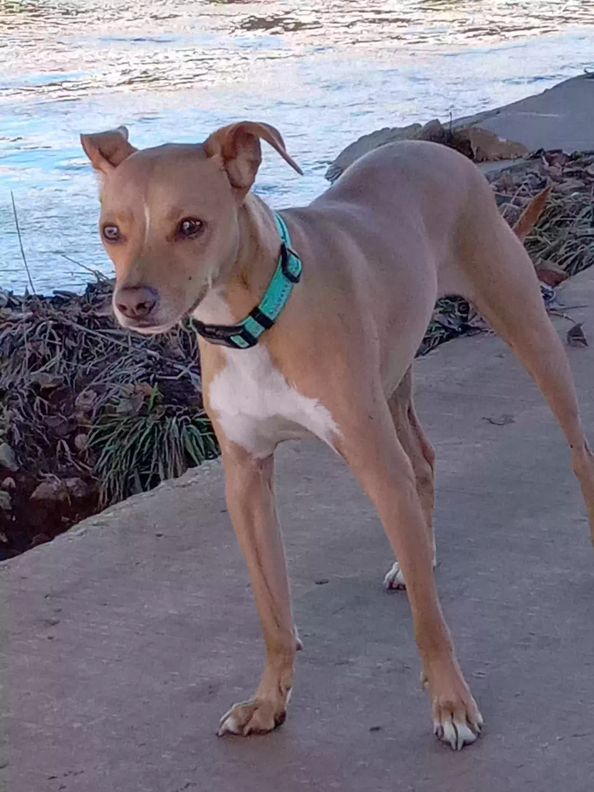 Lost dog in Springfield, MO, 65803