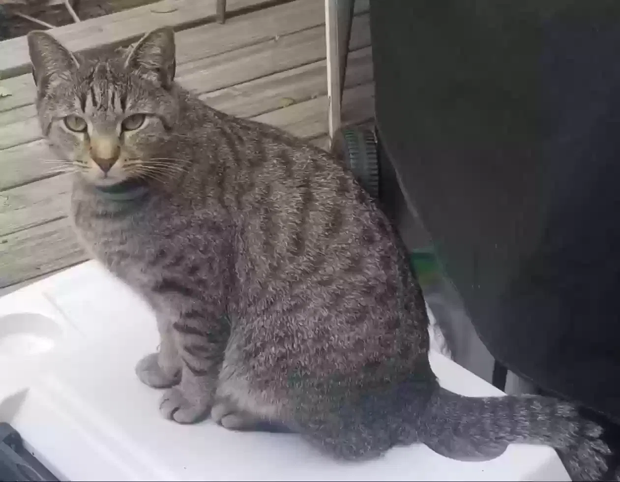 Lost cat in Louisville, KY, 40291