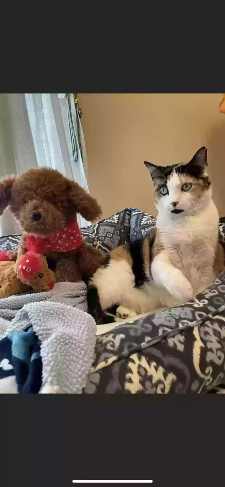 Lost cat in Milwaukee, WI, 53214