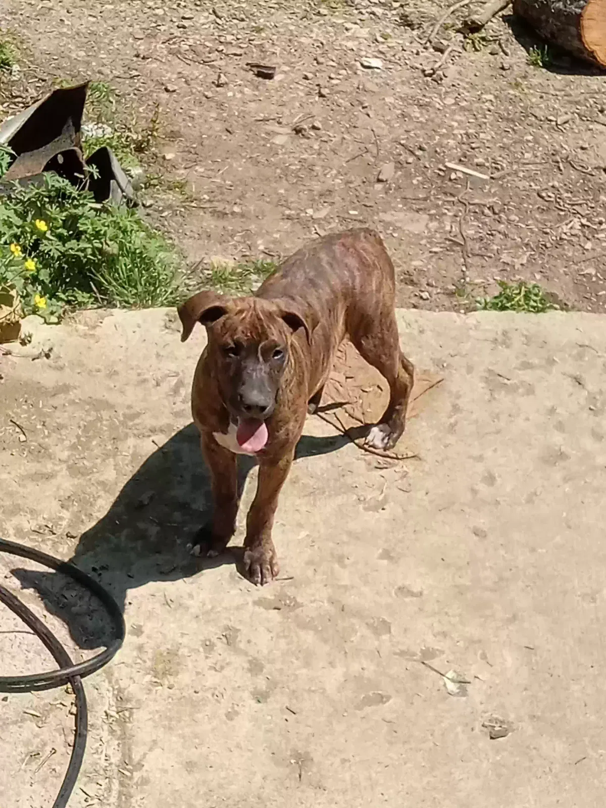 Lost dog in Princeton, AL, 35766