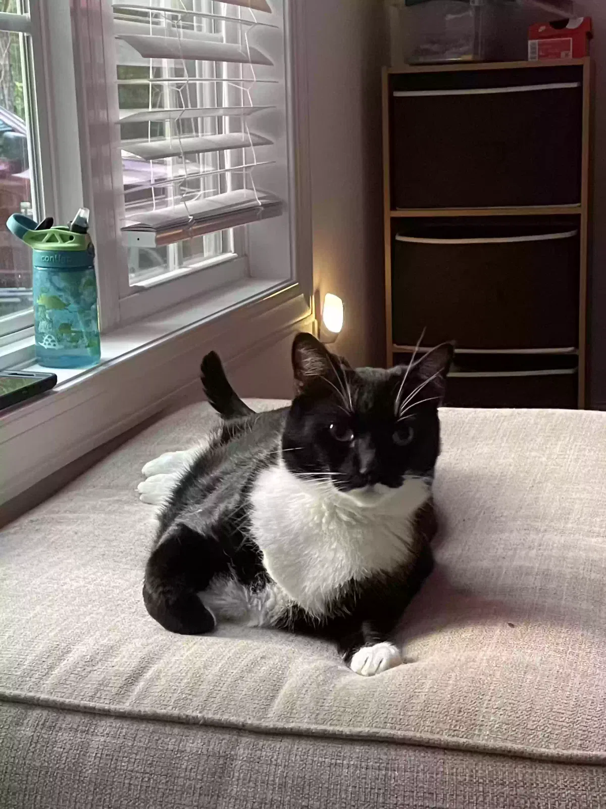 Lost cat in Sneads Ferry, NC, 28460