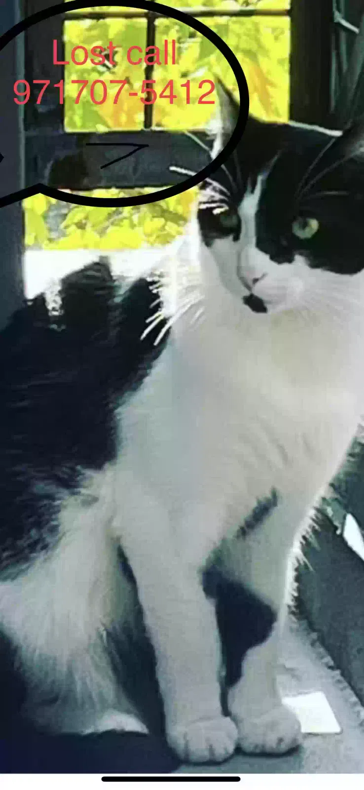 Lost cat in Gresham, OR, 97080