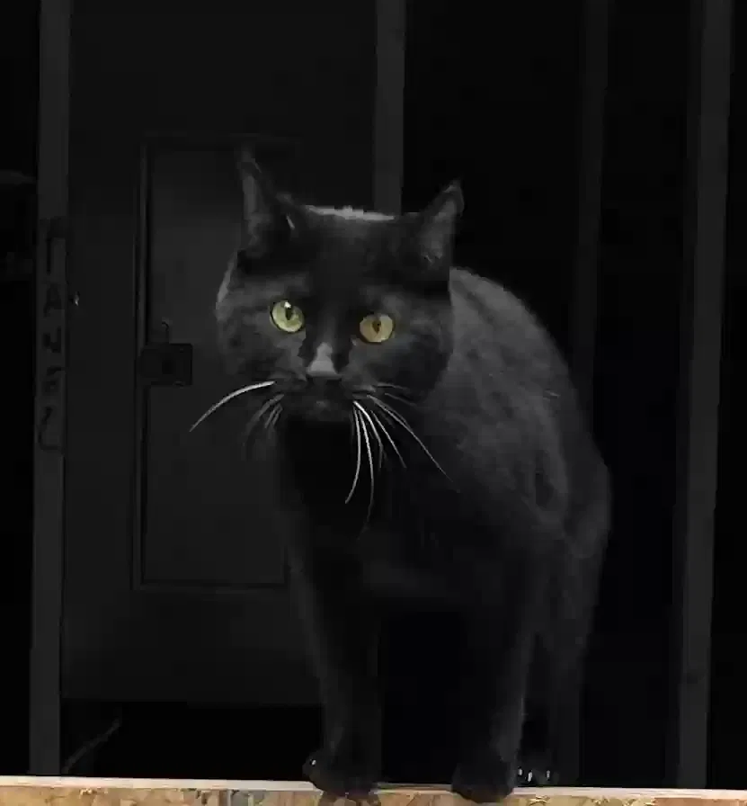 Lost cat in Vienna, OH, 44473