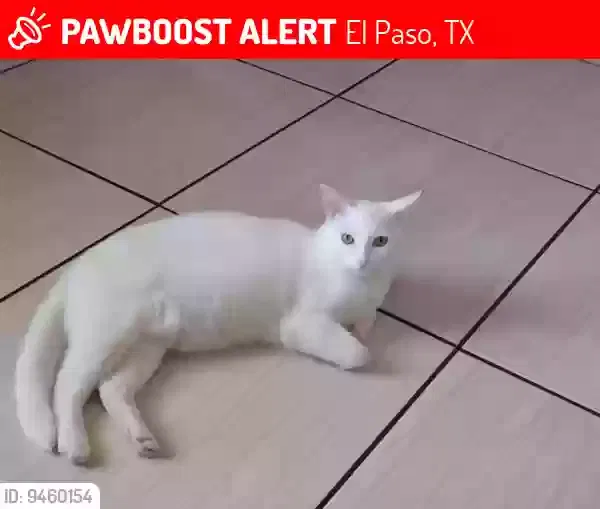 Lost cat in El Paso, TX, 79905
